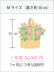 Mサイズ高さ50センチ